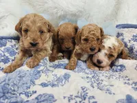 Benny, a male Miniature Goldendoodle for sale in Tulsa, OK – 4 of 4
