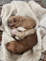 Willow, a female Miniature Goldendoodle for sale in Tulsa, OK – 3 of 4