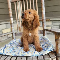 Sadie, a female Goldendoodle for sale in Tulsa, OK – 4 of 10