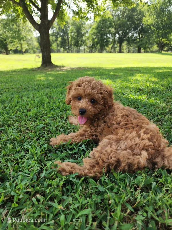 Macy – Miniature Goldendoodle puppy for sale in Tulsa, OK