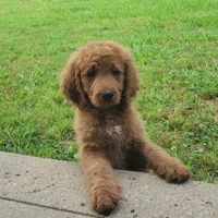 Sadie, a female Goldendoodle for sale in Tulsa, OK – 8 of 10