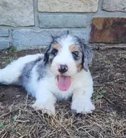 Birdie, a female Bernedoodle for sale in Tulsa, OK – 1 of 5
