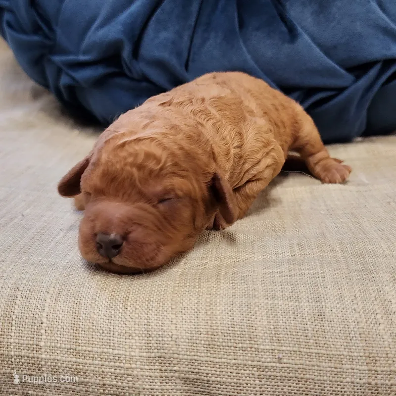 Quigley – Miniature Goldendoodle puppy for sale in Tulsa, OK