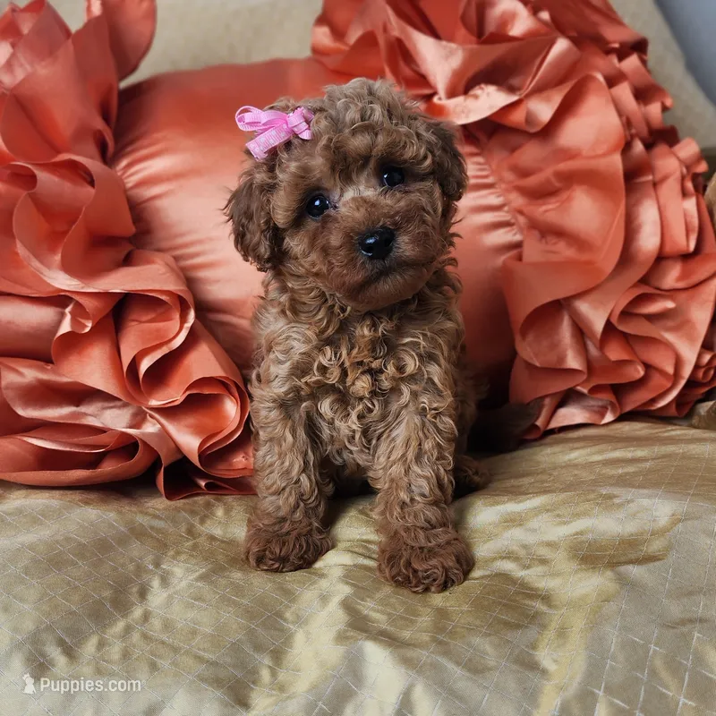 Macy – Miniature Goldendoodle puppy for sale in Tulsa, OK
