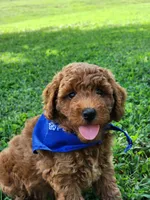Rex, a male Miniature Goldendoodle for sale in Tulsa, OK – 3 of 10