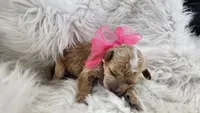 Maddie, a female Miniature Goldendoodle for sale in Tulsa, OK – 2 of 3