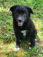 Milly, a female Border Collie and Labrador Retriever for sale in Tulsa, OK – 6 of 10