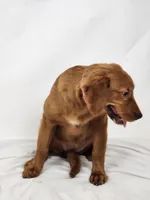 Shandy Ann, a female Golden Retriever for sale in Tulsa, OK – 4 of 5