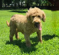 Zoe, a female Goldendoodle for sale in Tulsa, OK – 4 of 10