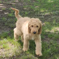 Bronco, a male Goldendoodle for sale in Tulsa, OK – 5 of 8