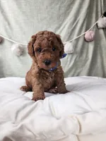 Rex, a male Miniature Goldendoodle for sale in Tulsa, OK – 8 of 10