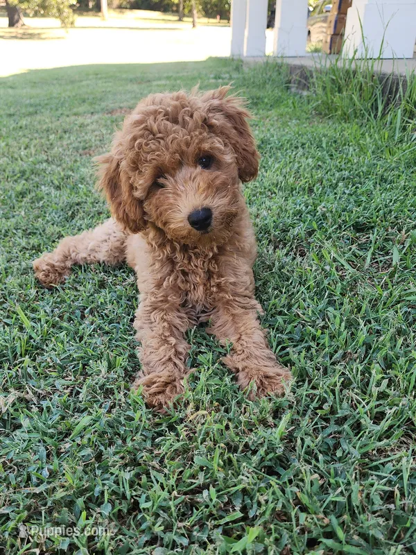 Rosie – Miniature Goldendoodle puppy for sale in Tulsa, OK