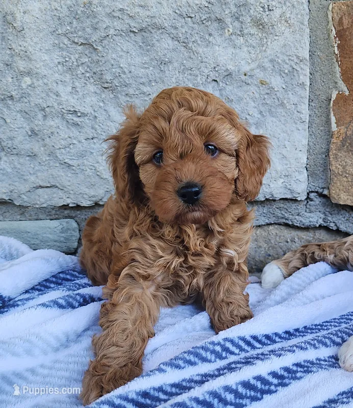 Winnie – Miniature Goldendoodle puppy for sale in Tulsa, OK