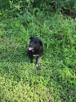 Milly, a female Border Collie and Labrador Retriever for sale in Tulsa, OK – 8 of 10