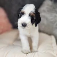 Baxter, a  Bernedoodle for sale in Tulsa, OK – 9 of 9