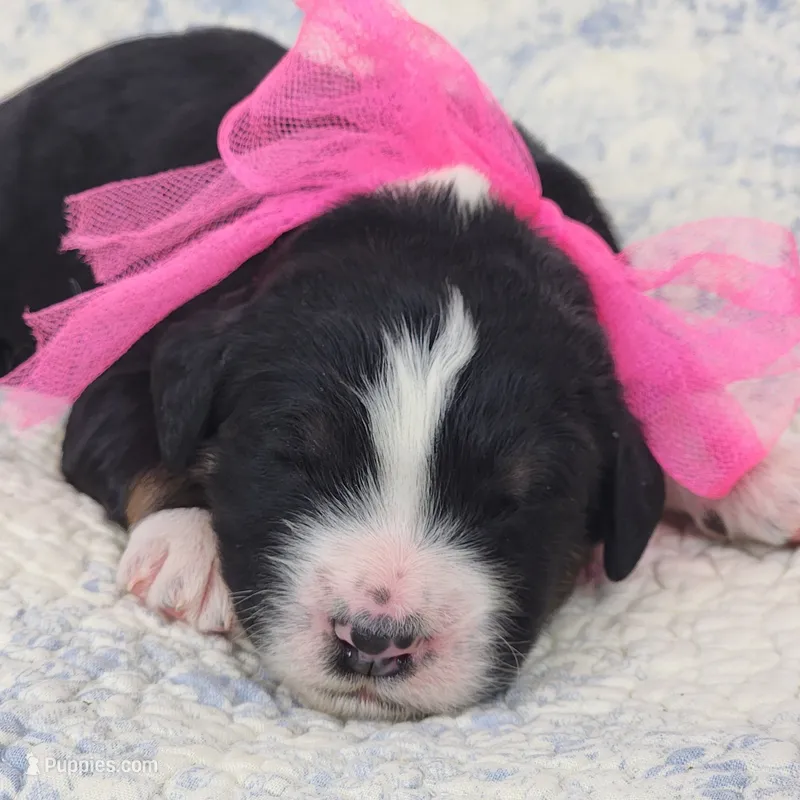 Daisy – Bernedoodle puppy for sale in Tulsa, OK