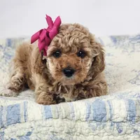 Willow, a male Miniature Goldendoodle for sale in Tulsa, OK – 10 of 10