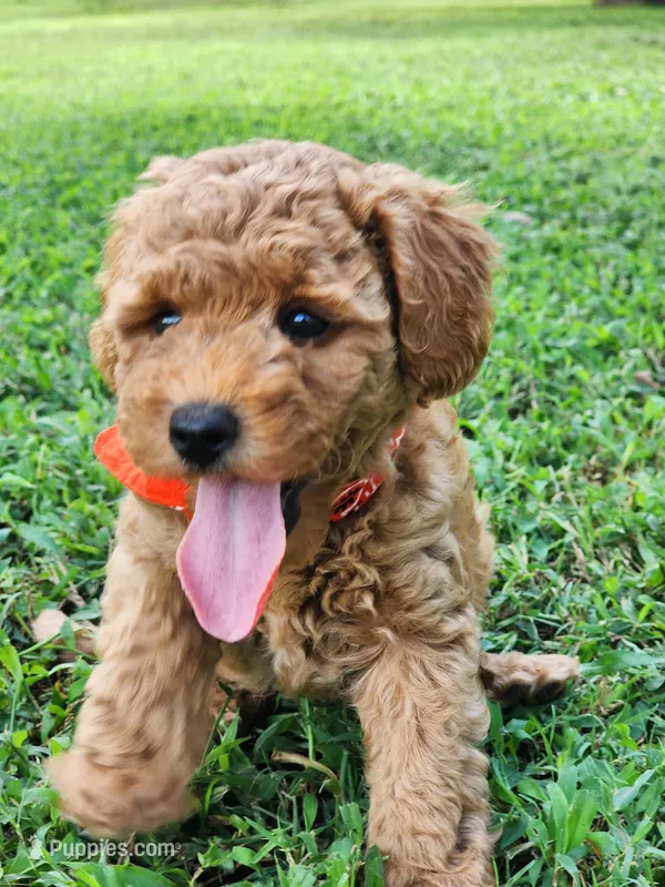 Rosie – Miniature Goldendoodle puppy for sale in Tulsa, OK