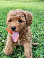 Rosie, a female Miniature Goldendoodle for sale in Tulsa, OK – 1 of 10
