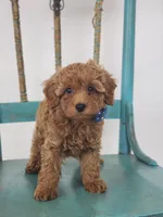 Benny, a male Miniature Goldendoodle for sale in Tulsa, OK – 6 of 10