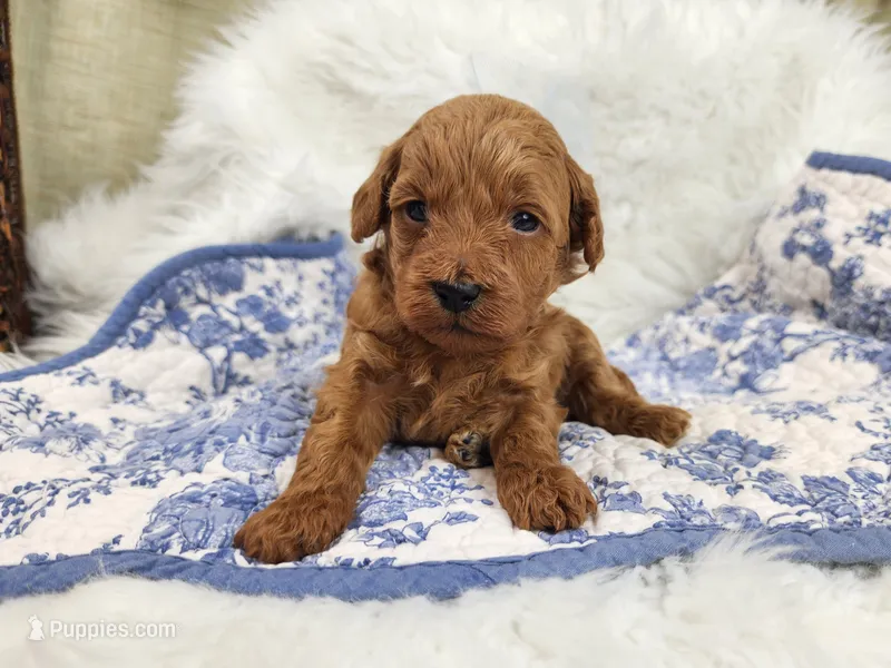Benny – Miniature Goldendoodle puppy for sale in Tulsa, OK