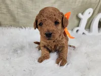 Rosie, a female Miniature Goldendoodle for sale in Tulsa, OK – 1 of 3