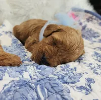Benny, a male Miniature Goldendoodle for sale in Tulsa, OK – 3 of 4