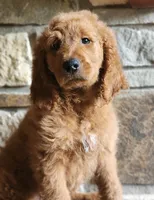 Sadie, a female Goldendoodle for sale in Tulsa, OK – 5 of 10