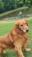 Drover, a male Golden Retriever for sale in Tulsa, OK – 6 of 6