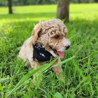 Charlie, a male Miniature Goldendoodle for sale in Tulsa, OK – 2 of 9