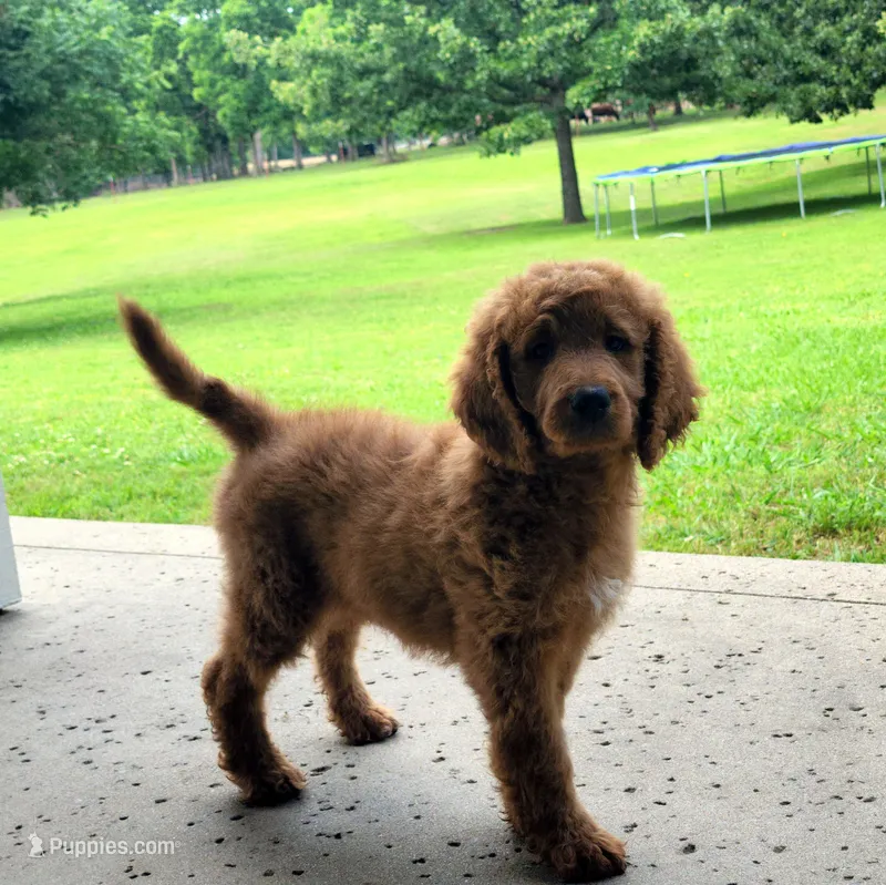 Sadie – Goldendoodle puppy for sale in Tulsa, OK