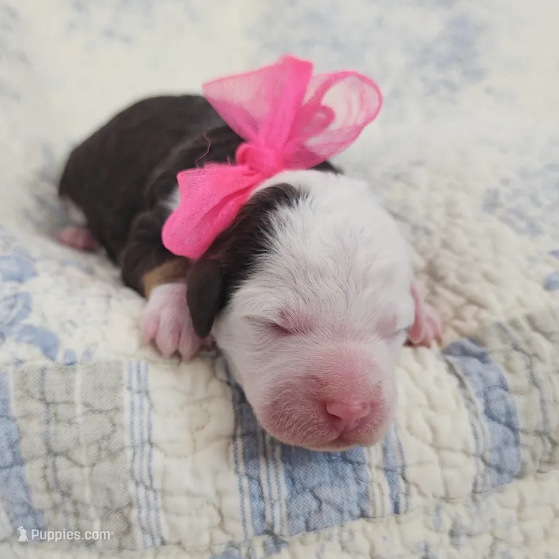 Scarlett – Miniature Bernedoodle puppy for sale in Tulsa, OK