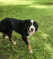 Claire, a female Bernese Mountain Dog for sale in Tulsa, OK – 2 of 5