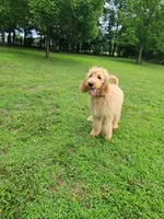 Bronco, a male Goldendoodle for sale in Tulsa, OK – 6 of 8