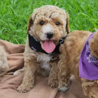 Charlie, a male Miniature Goldendoodle for sale in Tulsa, OK – 1 of 9