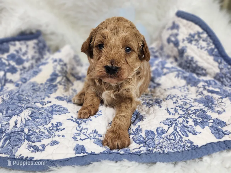 Sam – Miniature Goldendoodle puppy for sale in Tulsa, OK