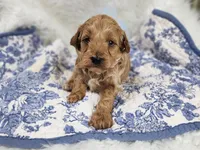 Sam, a male Miniature Goldendoodle for sale in Tulsa, OK – 1 of 2