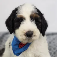 Baxter, a  Bernedoodle for sale in Tulsa, OK – 8 of 9