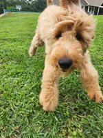 Bronco, a male Goldendoodle for sale in Tulsa, OK – 3 of 8