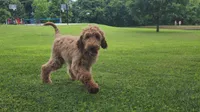 Bo, a male Goldendoodle for sale in Tulsa, OK – 9 of 10
