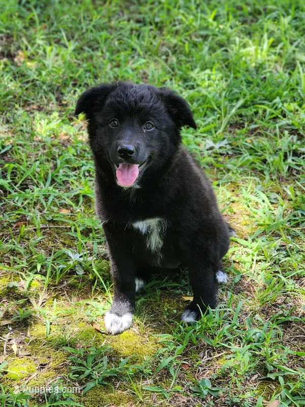 Milly – Border Collie, Labrador Retriever puppy for sale in Tulsa, OK