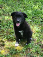 Milly, a female Border Collie and Labrador Retriever for sale in Tulsa, OK – 1 of 10