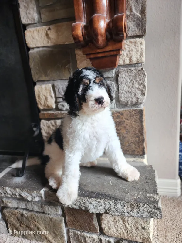 Bella – Bernedoodle puppy for sale in Tulsa, OK