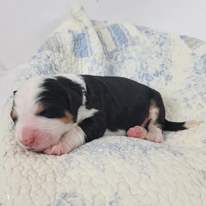 Duke – Bernedoodle puppy for sale in Tulsa, OK