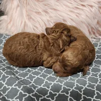Quinn, a female Miniature Goldendoodle for sale in Tulsa, OK – 3 of 3