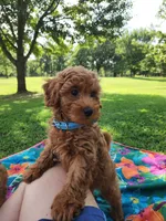 Benny, a male Miniature Goldendoodle for sale in Tulsa, OK – 3 of 10