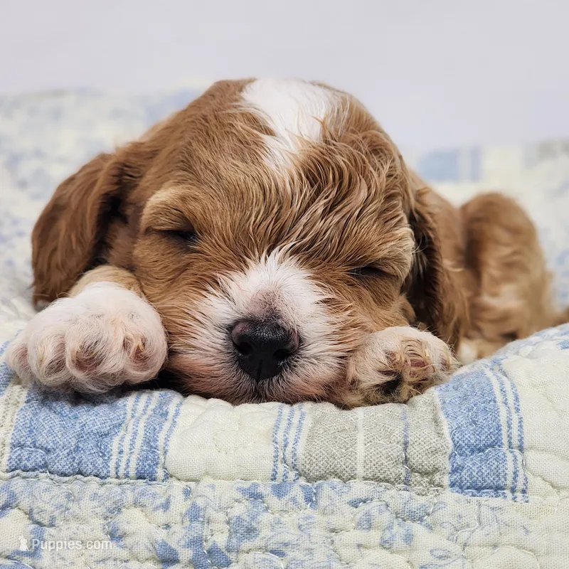 Willy – Miniature Goldendoodle puppy for sale in Tulsa, OK