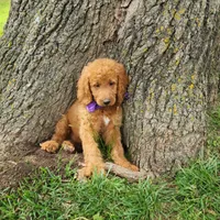 Sadie, a female Goldendoodle for sale in Tulsa, OK – 9 of 10