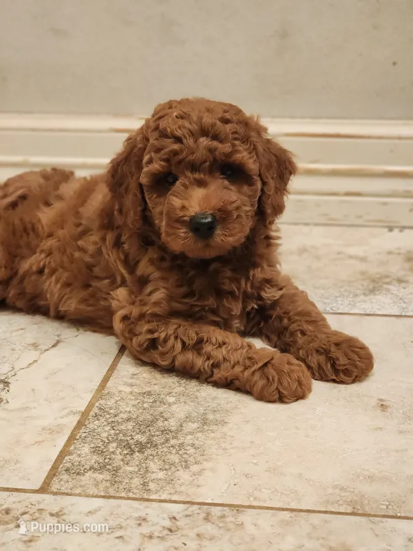 Rex – Miniature Goldendoodle puppy for sale in Tulsa, OK