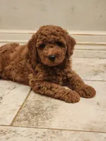 Rex, a male Miniature Goldendoodle for sale in Tulsa, OK – 1 of 10